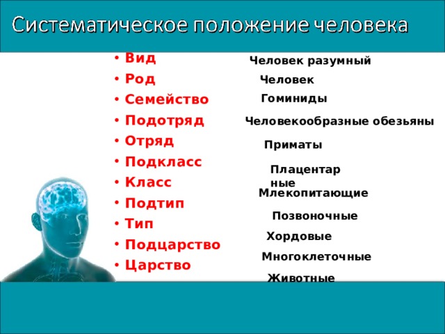 Вид Род Семейство Подотряд Отряд Подкласс Класс Подтип Тип Подцарство Царство  Человек разумный Человек Гоминиды Человекообразные обезьяны Приматы Плацентарные Млекопитающие Позвоночные Хордовые Многоклеточные Животные 