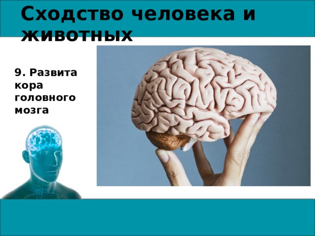 Сходство человека и животного. Сравнение свойств организма человека и животных. Сходства свойств организма человека и животных. Сравнение свойств человека и животных 9 класс. Сходство человека с животными презентация.