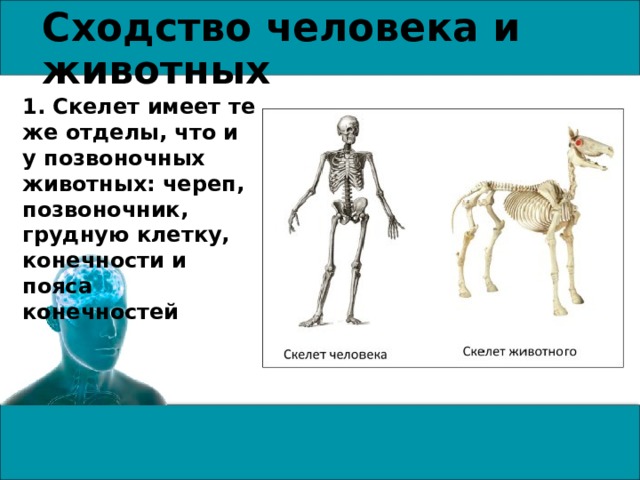 Сходство человека и животных 1. Скелет имеет те же отделы, что и у позвоночных животных: череп, позвоночник, грудную клетку, конечности и пояса конечностей 