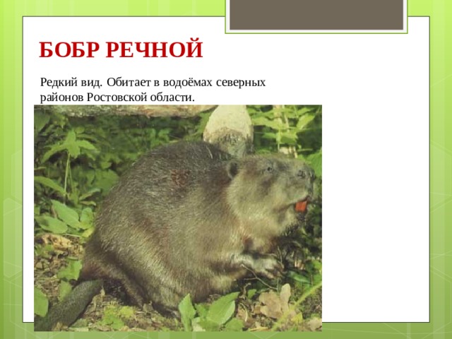 БОБР РЕЧНОЙ Редкий вид. Обитает в водоёмах северных районов Ростовской области. 