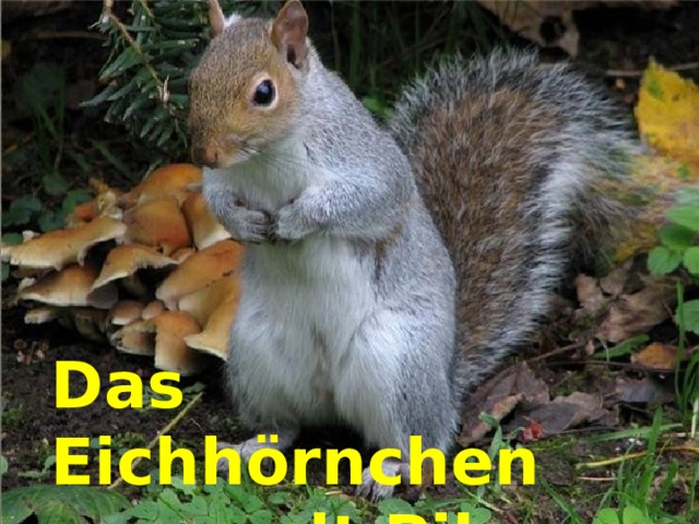 Das Eichhörnchen sammelt Pilze 