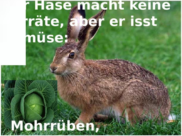 Der Hase macht keine Vorräte, aber er isst Gemüse: Mohrrüben, Kohlblätter 