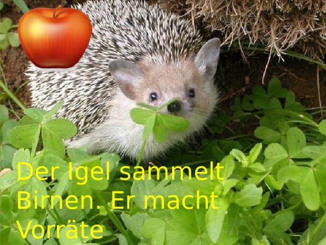 Der Igel sammelt Вirnen. Er macht Vorräte  