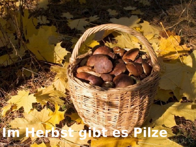 Im Herbst gibt es Pilze 