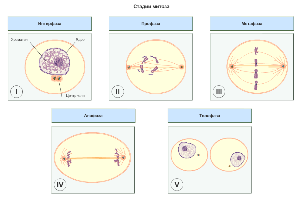 Фазы митоза. Профаза митоза. Фазы митоза интерфаза. Фазы митоза таблица с рисунками.