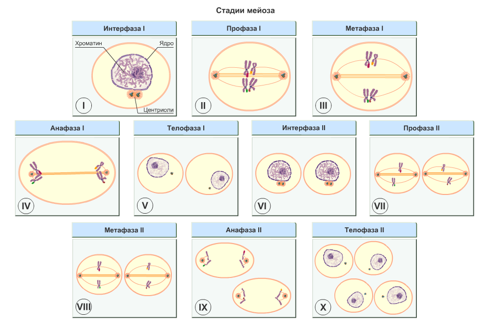 Митоз гаплоидной клетки схема. Рис 49 схема мейоза. Мейоз профаза 1 процессы. Схемы фаз митоза и мейоза. Мейоз примеры клеток
