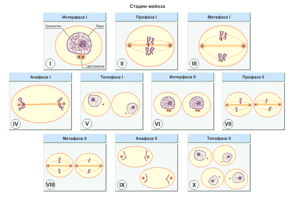 Мейоз рисунок. Этапы мейоза схема. Мейоз интерфаза 2 схема. Деление клетки мейоз схема. Цикл мейоза схема.