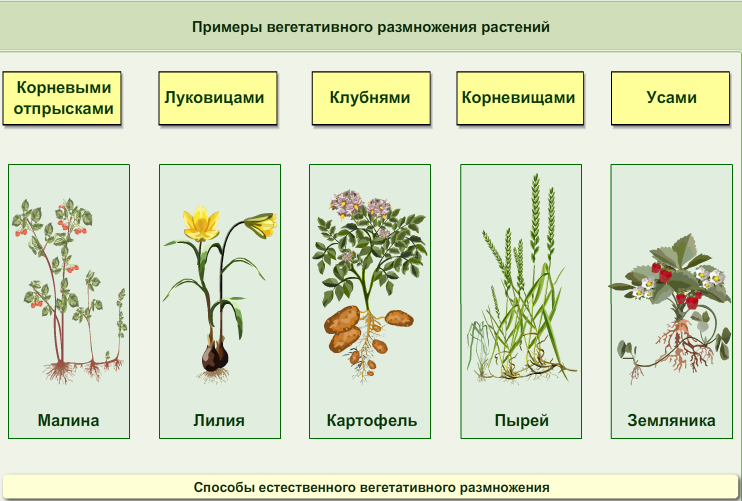 Вегетативное размножение растений примеры таблица. Вегетативное размножение растений схема. Способы вегетативного размножения растений таблица с примерами. Способы вегетативного размножения растений таблица. Способы вегетативного размножения схема.