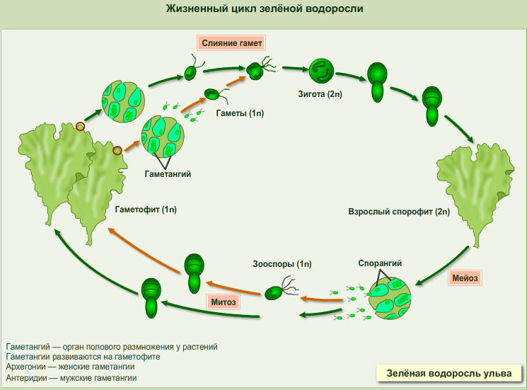 Гаметофит и спорофит хламидомонады. Жизненный цикл развития водорослей. Цикл развития водорослей схема. Цикл развития ламинарии схема. Жизненный цикл зеленых водорослей схема.