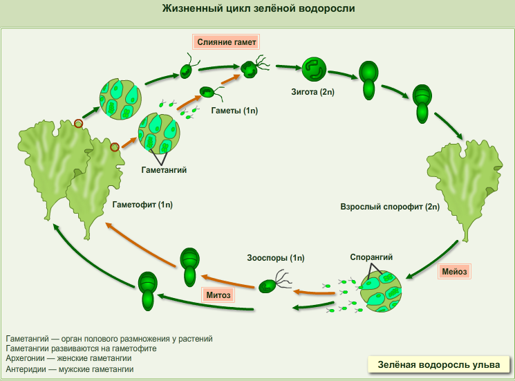 Жизненный цикл водорослей схема