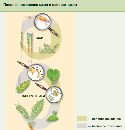 Половое поколение мхов представлено