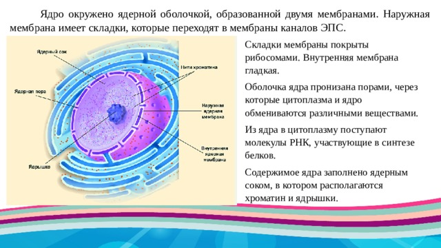 Как называется отверстие в оболочке ядра клетки. Функции внутренней мембраны ядра. Оболочка ядра. Внутренняя ядерная мембрана.