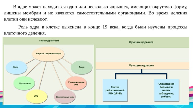  В ядре может находиться одно или несколько ядрышек, имеющих округлую форму, лишены мембран и не являются самостоятельными органоидами. Во время деления клетки они исчезают.  Роль ядра в клетке выяснена в конце 19 века, когда были изучены процессы клеточного деления. 