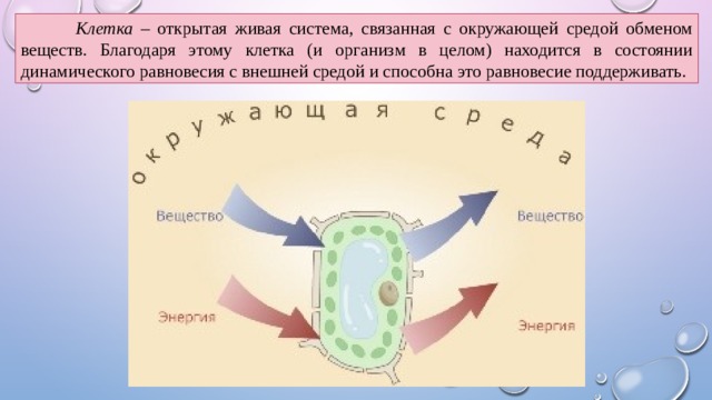 Обмен веществ и окружающей средой регулируется