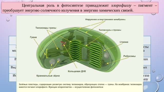 Какой органоид фотосинтез