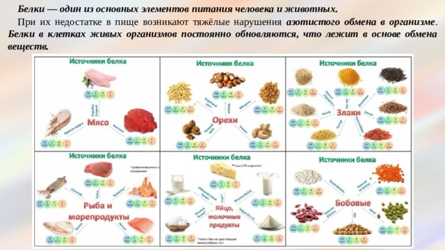 Белки — один из основных элементов питания человека и животных. При их недостатке в пище возникают тяжёлые нарушения азотистого обмена в организме . Белки в клетках живых организмов постоянно обновляются, что лежит в основе обмена веществ. 