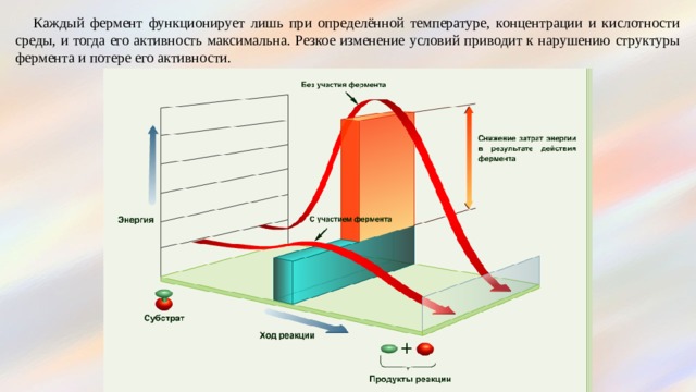 Каждый фермент функционирует лишь при определённой температуре, концентрации и кислотности среды, и тогда его активность максимальна. Резкое изменение условий приводит к нарушению структуры фермента и потере его активности. 