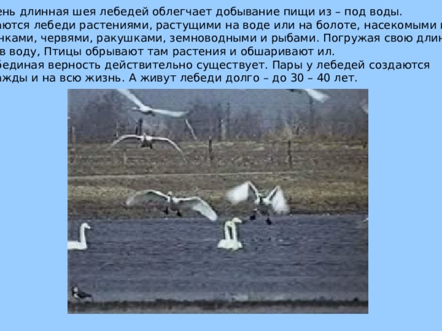  Очень длинная шея лебедей облегчает добывание пищи из – под воды.  Питаются лебеди растениями, растущими на воде или на болоте, насекомыми и их личинками, червями, ракушками, земноводными и рыбами. Погружая свою длинную шею в воду, Птицы обрывают там растения и обшаривают ил.  Лебединая верность действительно существует. Пары у лебедей создаются  однажды и на всю жизнь. А живут лебеди долго – до 30 – 40 лет. 