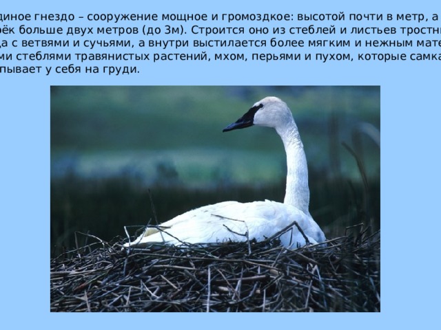 Лебединое гнездо – сооружение мощное и громоздкое: высотой почти в метр, а поперёк больше двух метров (до 3м). Строится оно из стеблей и листьев тростника, иногда с ветвями и сучьями, а внутри выстилается более мягким и нежным материалом сухими стеблями травянистых растений, мхом, перьями и пухом, которые самка выщипывает у себя на груди. 