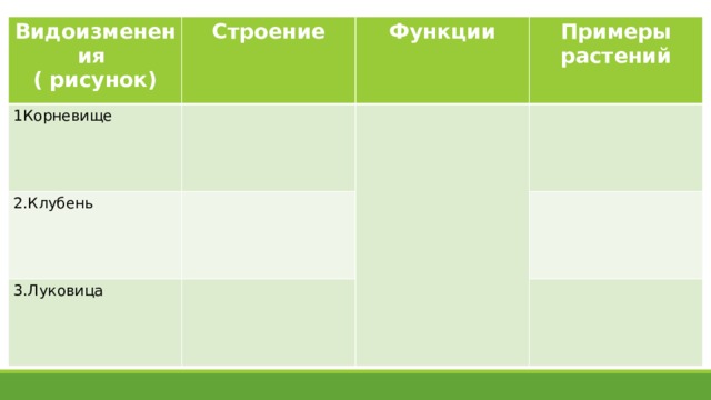 Видоизменения ( рисунок) Строение 1Корневище 2.Клубень Функции Примеры растений 3.Луковица 