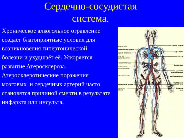 Сердечно-сосудистая  система. Хроническое алкогольное отравление создаёт благоприятные условия для возникновения гипертонической болезни и ухудшаёт её. Ускоряется развитие Атеросклероза. Атеросклеротические поражения мозговых и сердечных артерий часто становятся причиной смерти в результате инфаркта или инсульта. 