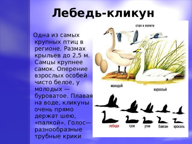 Лебедь-кликун   Одна из самых крупных птиц в регионе. Размах крыльев до 2,5 м. Самцы крупнее самок. Оперение взрослых особей чисто белое, у молодых — буроватое. Плавая на воде, кликуны очень прямо держат шею, «палкой». Голос—разнообразные трубные крики . 