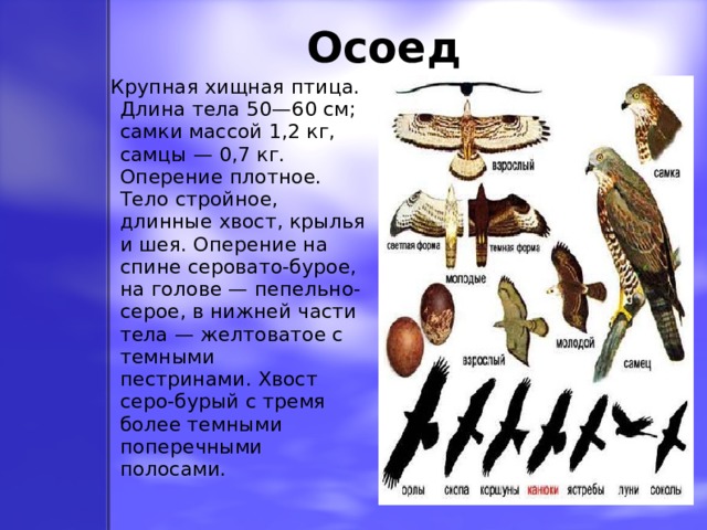 Осоед   Крупная хищная птица. Длина тела 50—60 см; самки массой 1,2 кг, самцы — 0,7 кг. Оперение плотное. Тело стройное, длинные хвост, крылья и шея. Оперение на спине серовато-бурое, на голове — пепельно-серое, в нижней части тела — желтоватое с темными  пестринами. Хвост серо-бурый с тремя более темными поперечными полосами. 