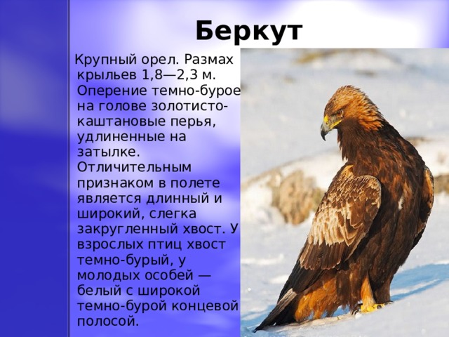 Беркут  Крупный орел. Размах крыльев 1,8—2,3 м. Оперение темно-бурое, на голове золотисто-каштановые перья, удлиненные на затылке. Отличительным признаком в полете является длинный и широкий, слегка закругленный хвост. У взрослых птиц хвост темно-бурый, у молодых особей — белый с широкой темно-бурой концевой полосой. 