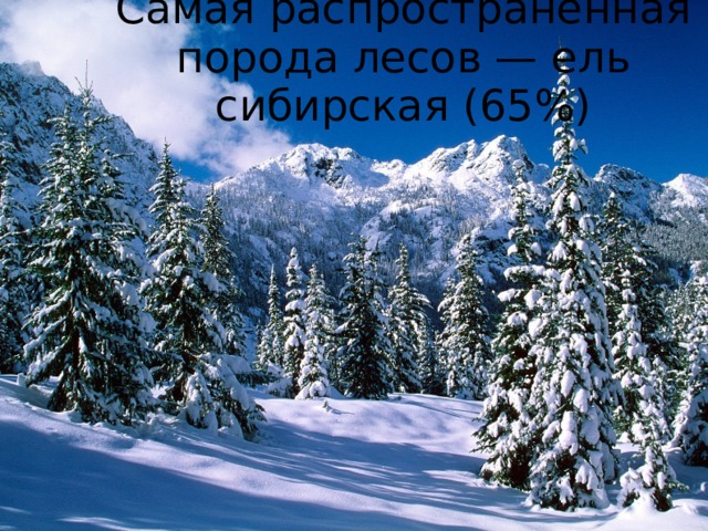 Самая распространённая порода лесов — ель сибирская (65%) 