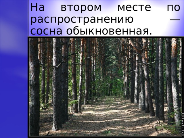 На втором месте по распространению — сосна обыкновенная. 