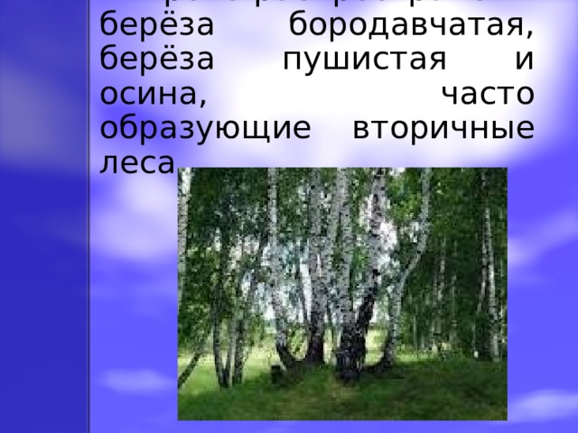  Широко распространены берёза бородавчатая, берёза пушистая и осина , часто образующие вторичные леса. 