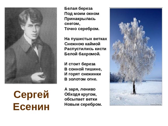 Стихи есенина белая женщина. Пушкин белая береза под моим окном стихотворение. Береза Автор Есенин.