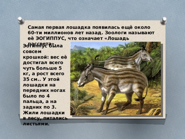 Самая первая лошадка появилась ещё около 60-ти миллионов лет назад. Зоологи называют её ЭОГИППУС, что означает «Лошадь рассвета». Эогиппус была совсем крошкой: вес её достигал всего чуть больше 5 кг, а рост всего 35 см.. У этой лошадки на передних ногах было по 4 пальца, а на задних по 3. Жили лошадки в лесу, питались листьями. 