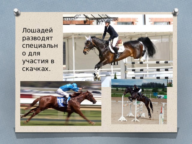 Horse job