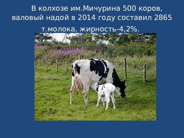  В колхозе им.Мичурина 500 коров, валовый надой в 2014 году составил 2865 т.молока, жирность-4,2%.  