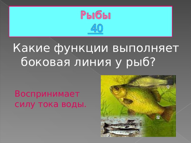 Какие функции выполняет боковая линия у рыб? Воспринимает силу тока воды. 