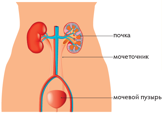 Органы выделительной системы человека картинки