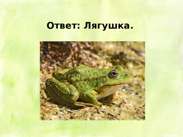 Лягушка ответы