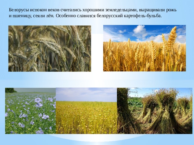 Белорусы испокон веков считались хорошими земледельцами, выращивали рожь и пшеницу, сеяли лён. Особенно славился белорусский картофель-бульба. 