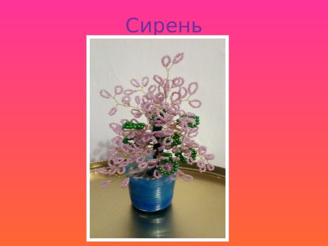 Сирень 