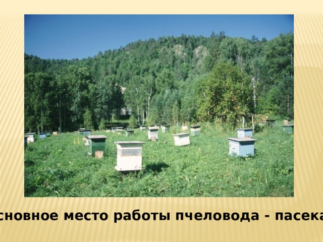 Основное место работы пчеловода - пасека 