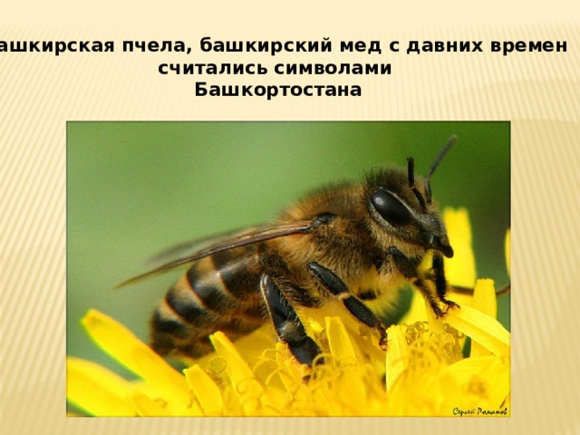 Башкирская пчела, башкирский мед с давних времен считались символами Башкортостана 