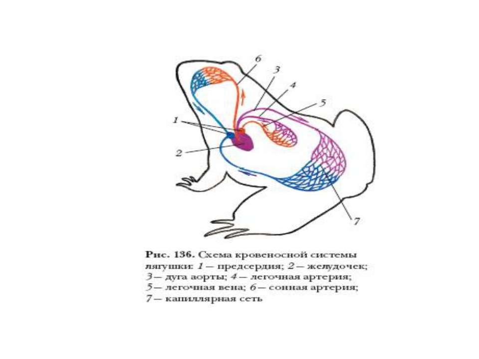 Схема кровообращения лягушки