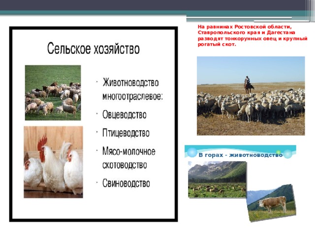 На равнинах Ростовской области, Ставропольского края и Дагестана разводят тонкорунных овец и крупный рогатый скот.   