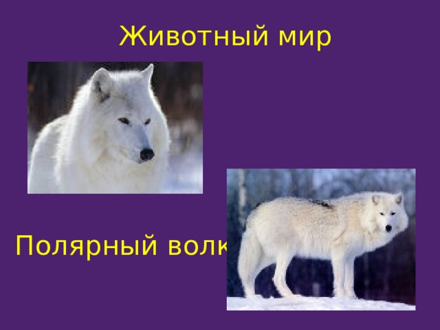 Животный мир Полярный волк 