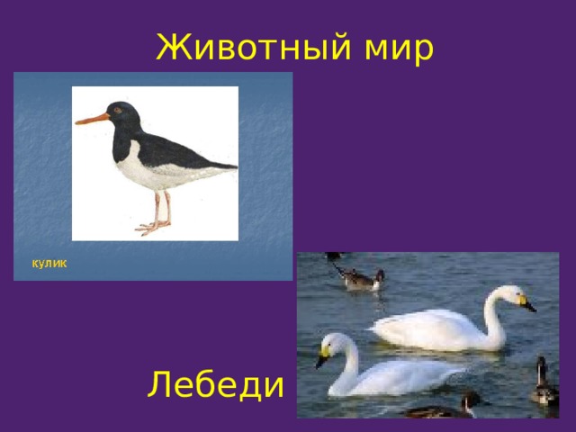 Животный мир Лебеди 