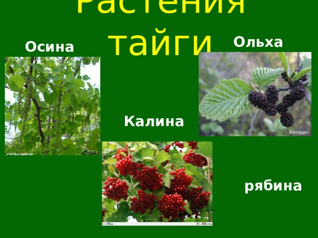 Растения тайги Ольха Осина Калина рябина  
