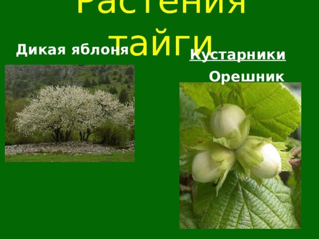 Растения тайги  Дикая яблоня Кустарники Орешник   