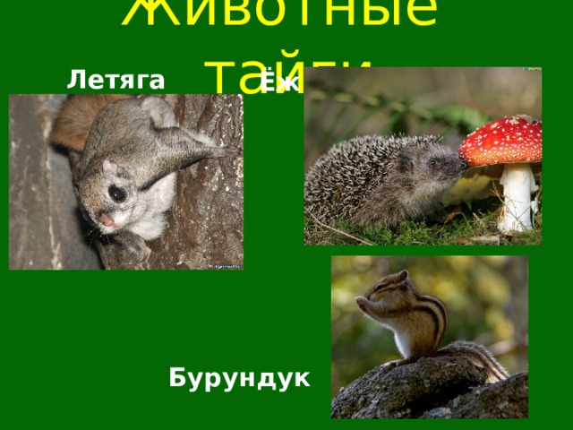 Животные тайги  Летяга Ёж  Бурундук  