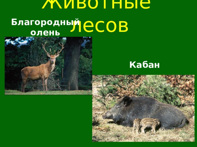 Животные лесов  Благородный олень Кабан   